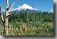 Vulkan Osorno nahe Puerto Montt