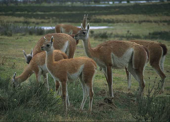 Guanacos